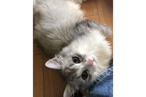 成約済の大阪府のミヌエット-68844の3枚目